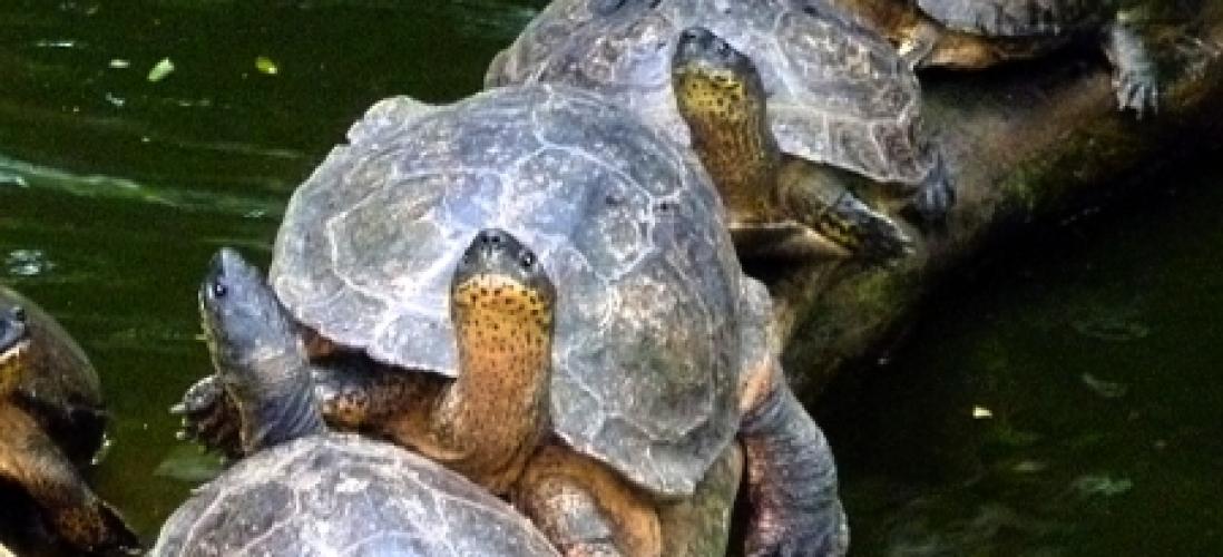 turtles-zoo-ave-alajuela- pura-vida