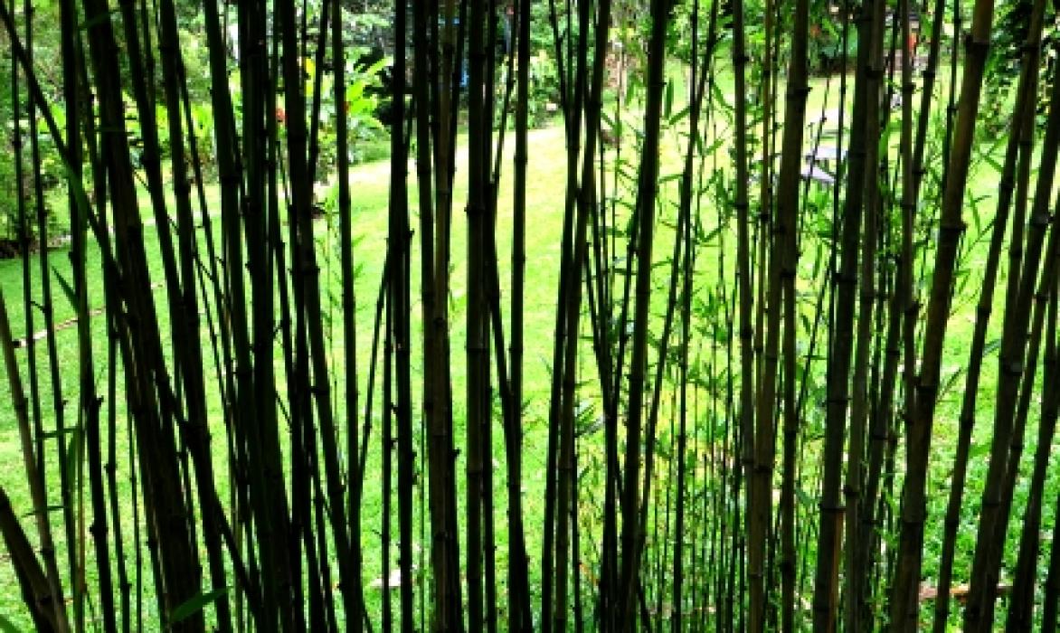 Garden bamboo