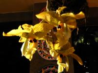 Stanhopea in the Pura Vida