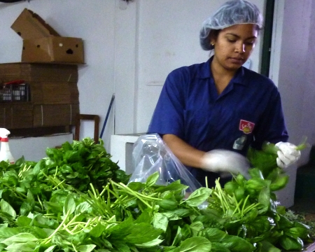 at the ark herb farm