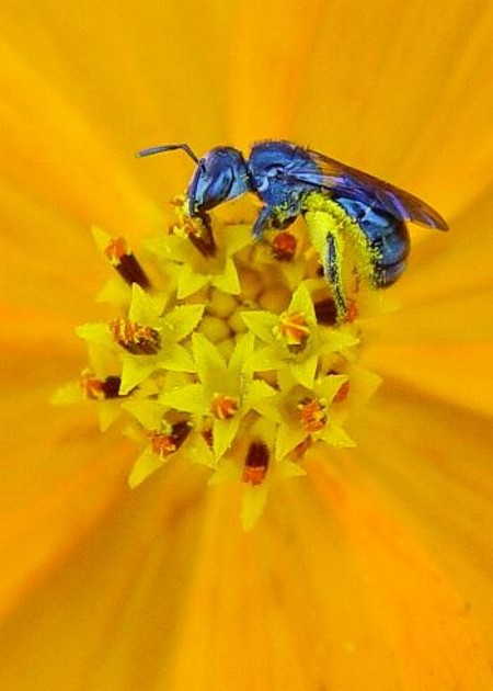 Costa Rican Bee Reviews